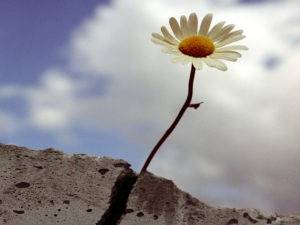 concrete flower by rettep