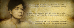 alfonsina arte no caos